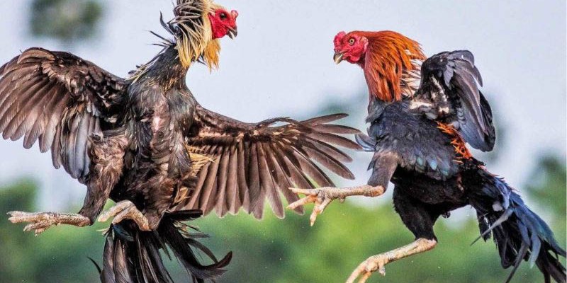 Ưu điểm người chơi đánh giá về chuyên mục đá gà RR88