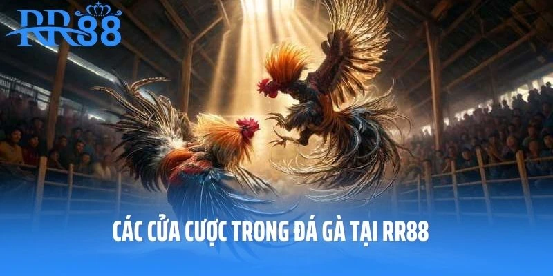 Các cửa cược trong đá gà tại RR88