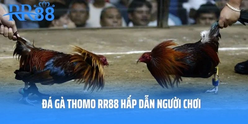 Đá gà Thomo RR88 hấp dẫn người chơi