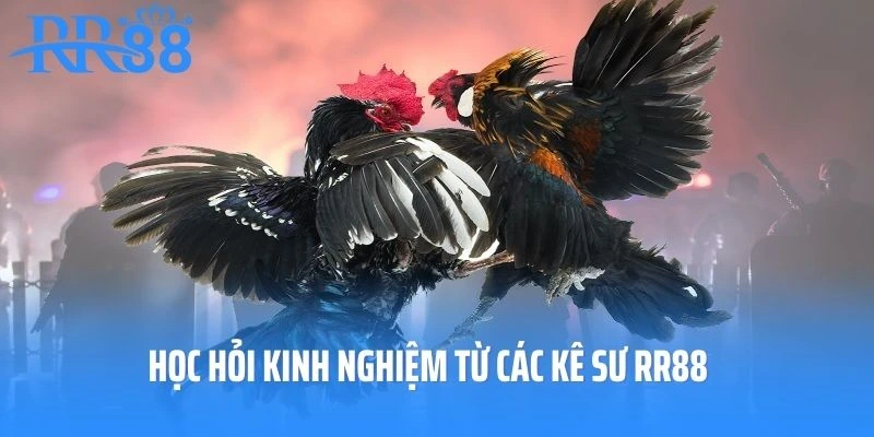 Học hỏi kinh nghiệm từ các kê sư RR88