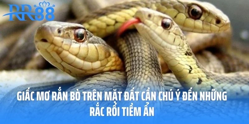 Giấc mơ rắn bò trên mặt đất cần chú ý đến những rắc rối tiềm ẩn