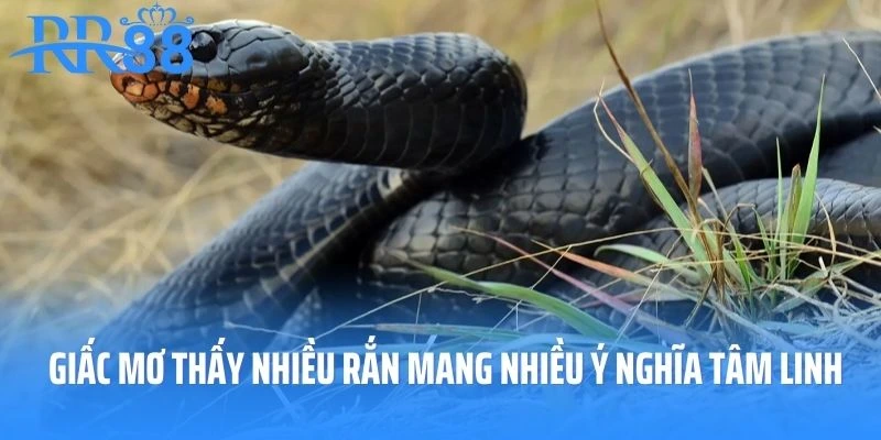 Giấc mơ thấy nhiều rắn mang nhiều ý nghĩa tâm linh