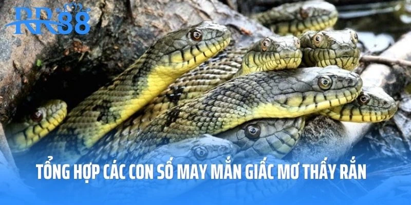 Tổng hợp các con số may mắn giấc mơ thấy rắn