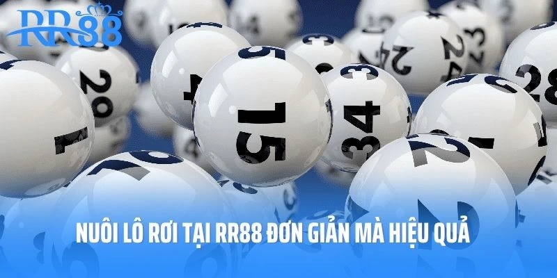 Nuôi lô rơi tại RR88 đơn giản mà hiệu quả